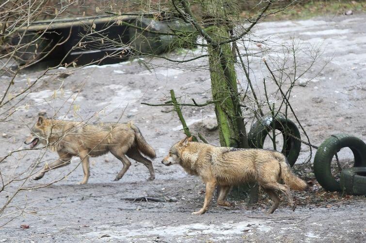 Na terenie zoo w Oliwie zostały dwa wilki. Trzeci zginął w czasie nagonki, po tym, jak uciekł z wybiegu