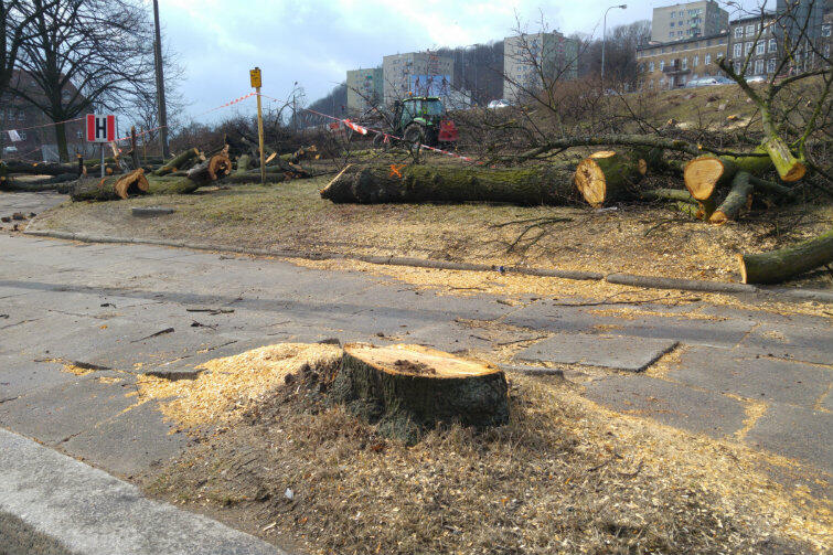 Wycinane są drzewa, wkrótce zaczną się prace rozbiórkowe kamiennych i betonowych elementów skweru, który zagospodarowano jeszcze w czasach PRL