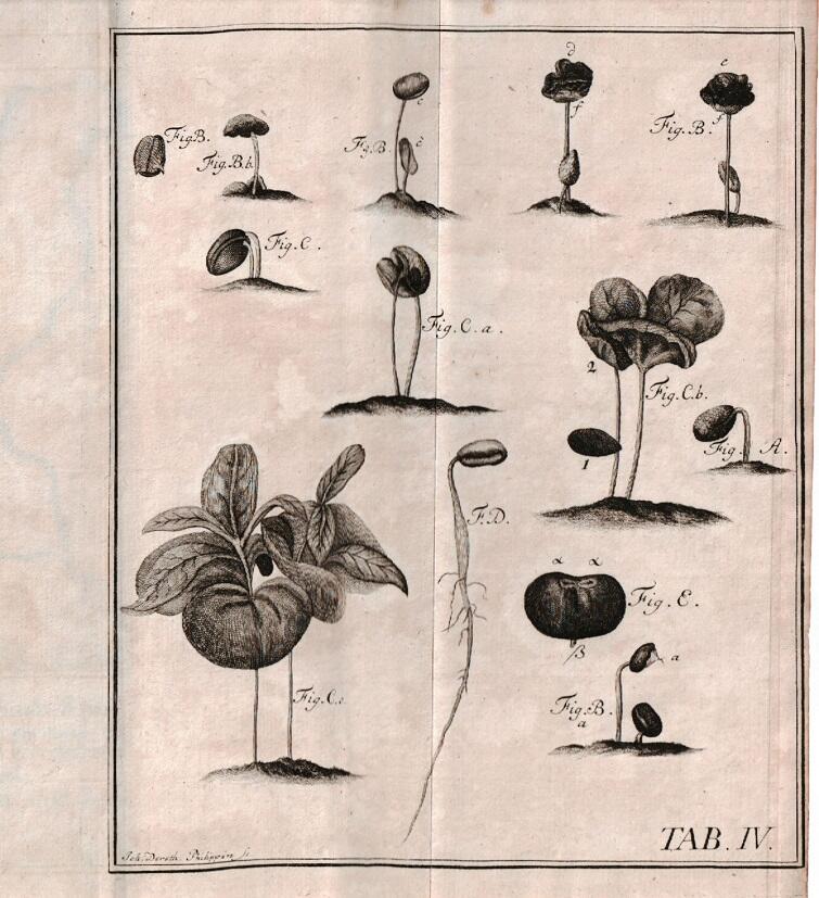 Ryciny przedstawiające krzew kawowca autorstwa Jakoba Kleina z rozprawy o hodowli tej rośliny