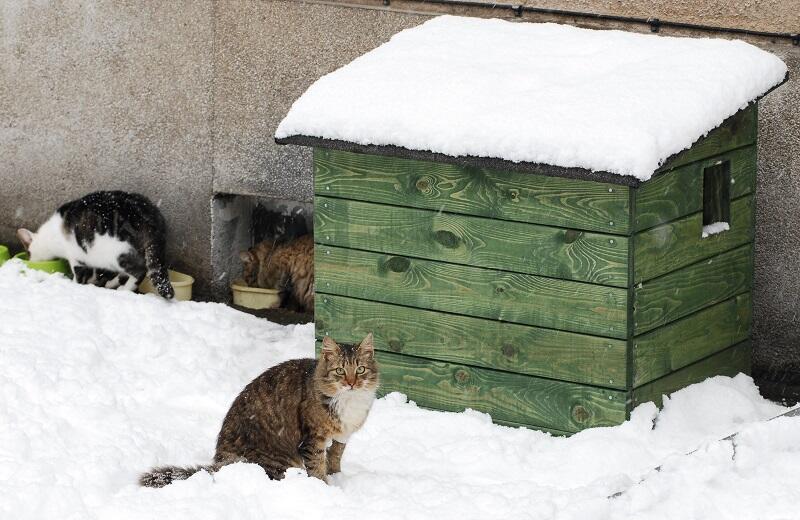 Oliwskie koty przy swoim domku, zima 2007 r.