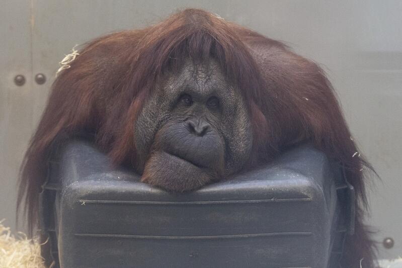 #olejolej to hasło nowej kampanii oliwskiego ZOO „Ocalmy Orangutany”. Gdański Ogród Zoologiczny jest jedynym w Polsce, w którym zamieszkują te niezwykle inteligentne małpy człekokształtne - gatunek krytycznie zagrożony wyginięciem. Jak się okazuje samica orangutana Raja maluje nawet obrazy, którymi handluje... Na zdjęciu orangutan Albert