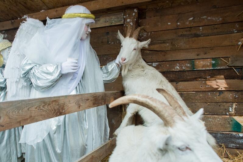 Kózki i owieczki z Gdańskiego Ogrodu Zoologicznego które biorą udział w wydarzeniu, kochają być głaskane i przytulane, bo mają stały kontakt z człowiekiem