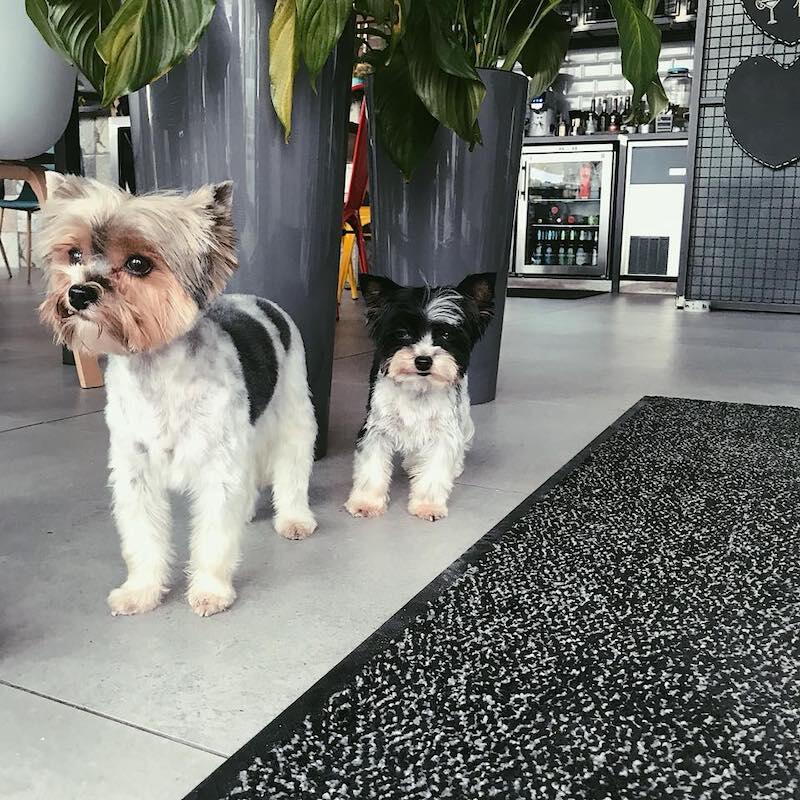 Nie wszystkie psiaki mają tyle szczęścia, co te dwa maluchy spacerujące po restauracyjnej podłodze... Pomożecie tym zwierzakom, które tego bardzo potrzebują?