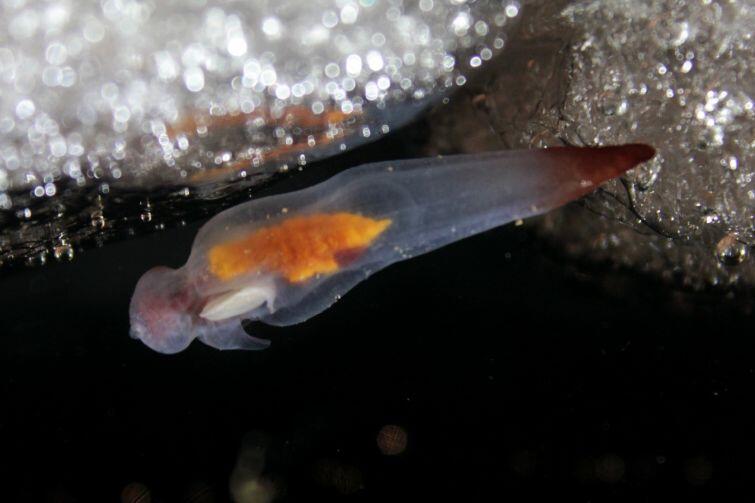 Pteropod „Clione limacina” – jedno ze stworzeń żyjących w arktycznym lodzie morskim
