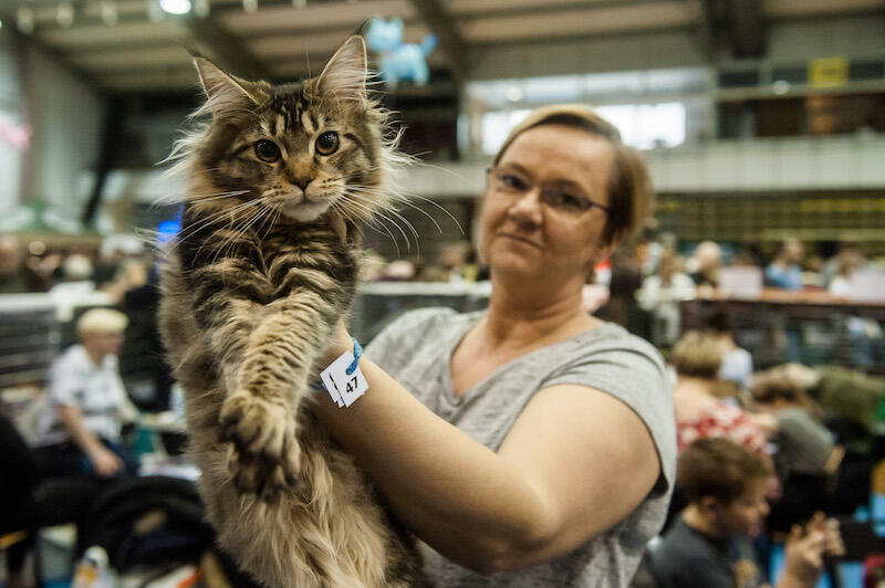 Maine Coon to największa i aktualnie najpopularniejsza (w Polsce) domowa rasa kotów, jaka istnieje