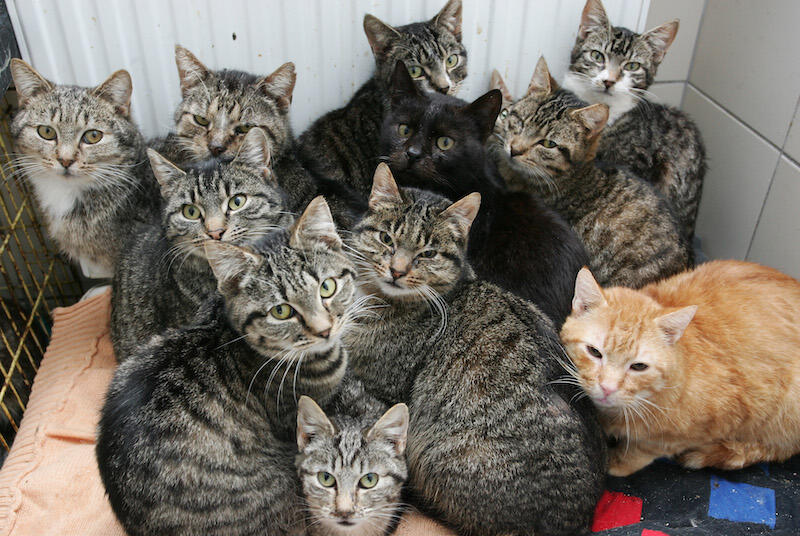 W grupie siła! Jeśli macie jednego kota, może warto rozważyć adopcję drugiego?:)