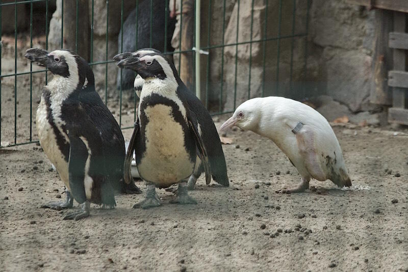 Biały pingwin jest pierwszym potomkiem swoich młodych rodziców (samica ma 2 lata, ojciec 4 lata)