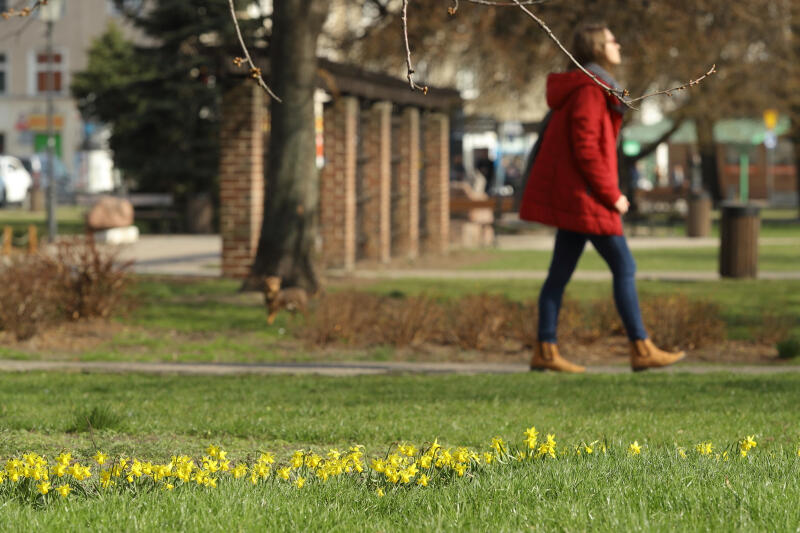 Żonkile wychylają główki na trawniku przy placu Dariusza Kobzdeja