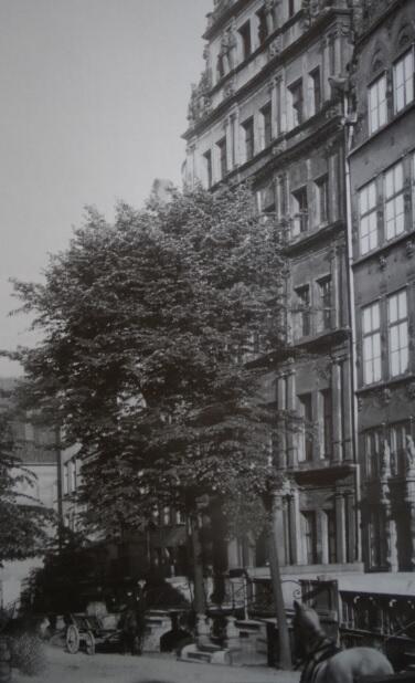 Lipa przed Domem Angielskim na Chlebnickiej dziś jest ta sama, co na dawnych zdjęciach; około 1905 