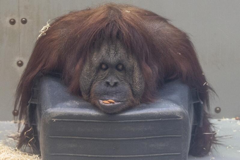 Gdańskie zoo jako jedyne w Polsce może się poszczycić unikatowymi mieszkańcami, jakimi są orangutany