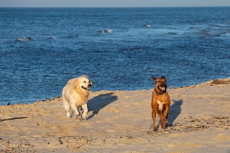 Nie ma to jak psie hasanie po plaży z `kumplem`, ale też łatwo się zagubić w tej wielkiej przestrzeni...