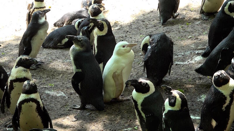 Pingwin albinos występował do tej pory w jednym ogrodzie zoologicznym - w Bristolu. Tamtem osobnik dożył trzeciego roku życia. Nasz pingwin ma już prawie pół roku