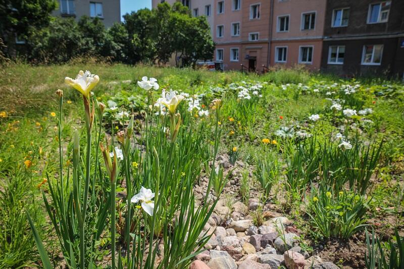 Od października 2018 r. ogród deszczowy przy ul. Zakopiańskiej pięknie się rozwinął i działa!
