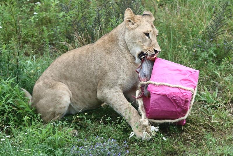 Widowiskowe karmienie lwiej rodziny odbywało się do tej pory na szczególne okazje, np. w Międzynarodowym Dniu Lwa. Od teraz gdańskie zoo zaprasza na bliskie spotkanie z lwami z każdą środę, godz. 10.00