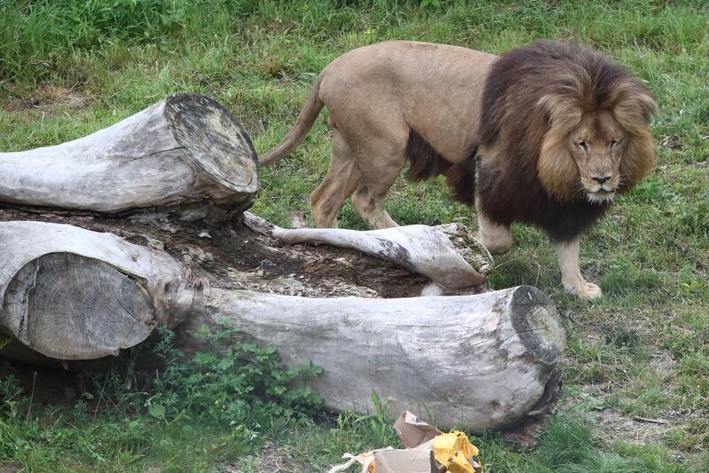 Lwy angolskie, jak wynika z ankiet przeprowadzonych wśród gości gdańskiego zoo, to jedne z ich ulubionych i najchętniej odwiedzanych zwierząt