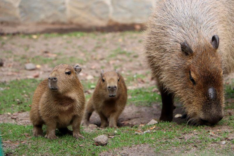 Dwa małe kapibarki to nowy przychówek Gdańskiego Ogrodu Zoologicznego