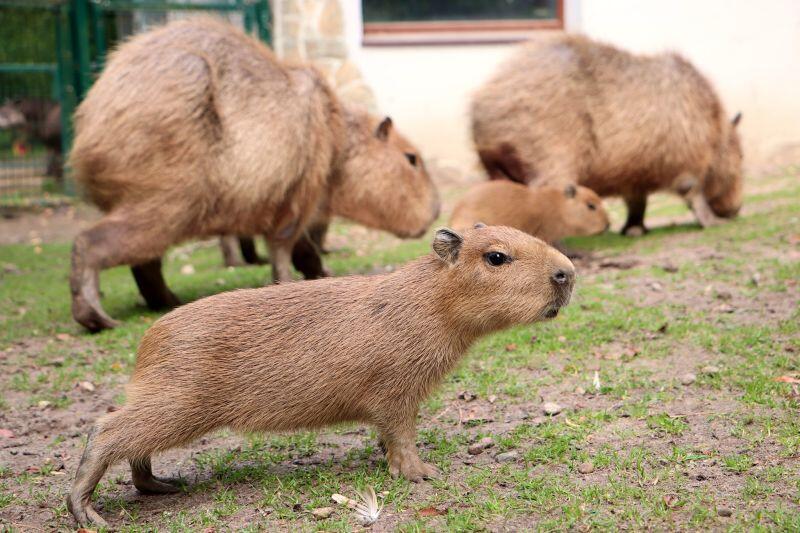 Kapibara, gdy urośnie może ważyć ponad 60 kg