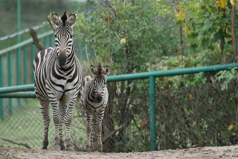 Młoda zebra z matką