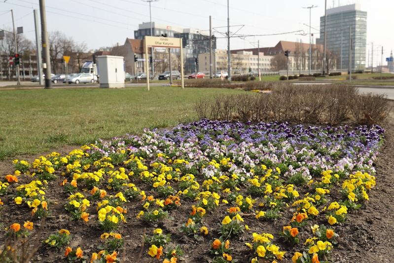 Krokusy, żonkile, tulipany i czosnki ozdobne - blisko 20 tys. cebulek kwiatowych posadzonych zostanie w 12 gdańskich lokalizacjach