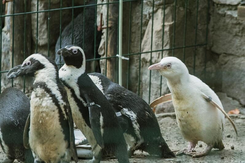 Pamiętacie pingwina albinosa, który okazał się pingwinką? Jeśli losy tej uroczej białaski interesują naszych czytelników tak samo, jak naszych dziennikarzy - oglądajcie koniecznie nasz program. Będziemy pytać, co słychać u Kokosanki!