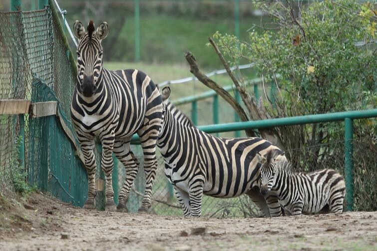 Zebra Chapmana urodziła się w gdańskim zoo w sierpniu tego roku. Jej płeć nie jest jeszcze znana