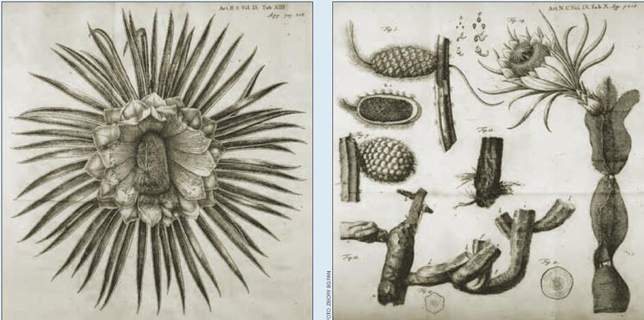 Rysunki przedstawiające owoc cereusa, opublikowane w tekście Breyna w „Acta Physico-Medica”
