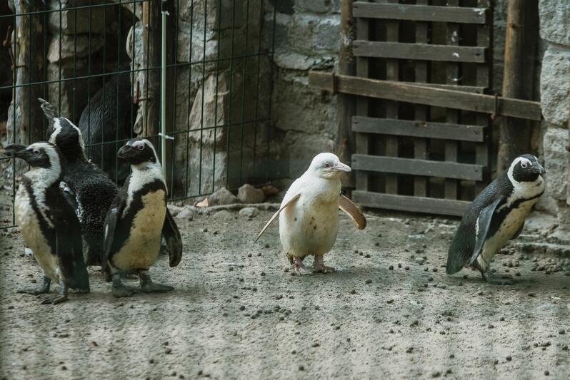 Narodziny białego pingwina to ewenement na skalę światową. Gdańskie ZOO jest prawdopodobnie jedynym ogrodem na świecie, który może pochwalić się albinotycznym osobnikiem