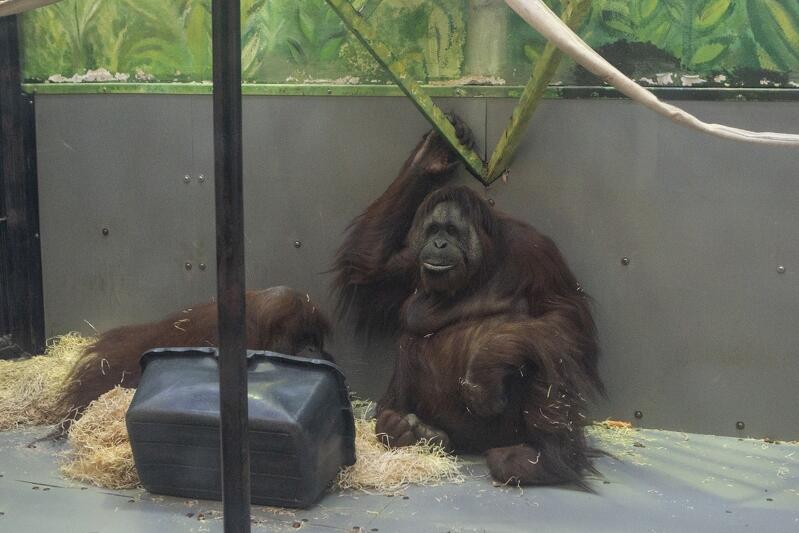 Orangutany lubią podpatrywać swoich opiekunów i szybko się od nich uczą. Reja umie np. zmywać podłogę czy prać ubrania, które dostaje do zabawy