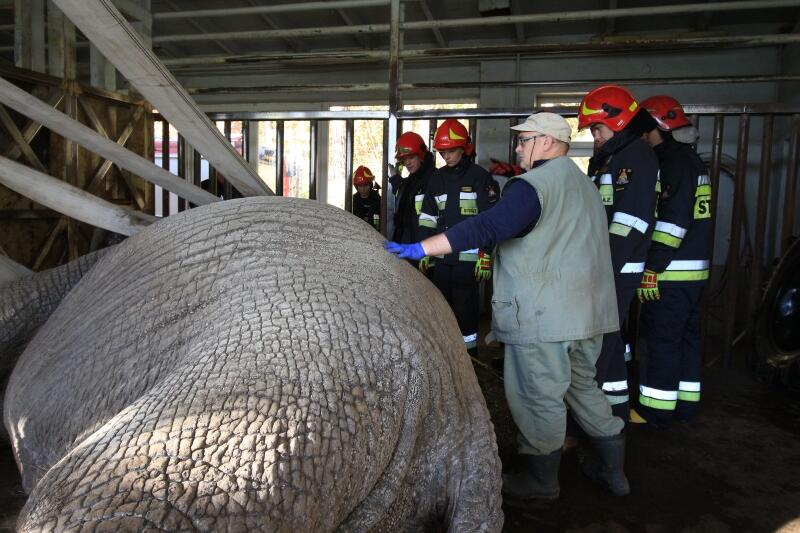 Pracownicy Gdańskiego Zoo i strażacy podczas akcji ratownia Katki
