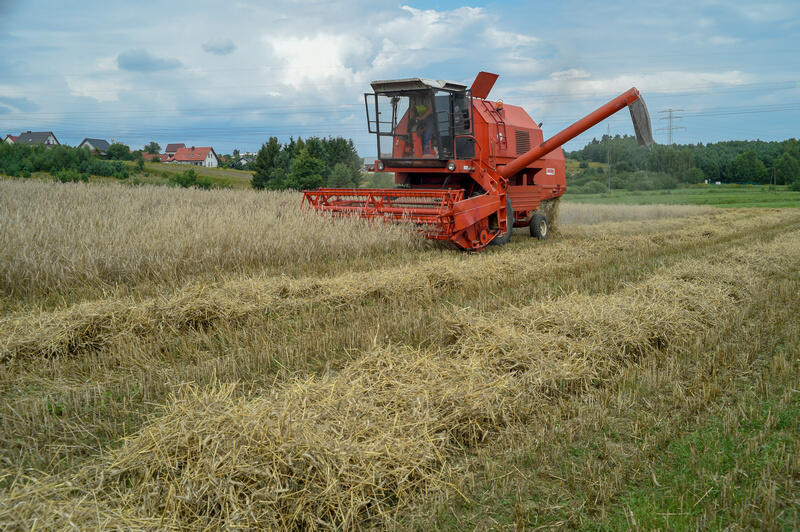 Kokoszki to także rejon rolniczy. Żniwa w sierpniu 2019 roku - okolice ul. Gostyńskiej pomiędzy Smęgorzynem a Kiełpinem Górrnym