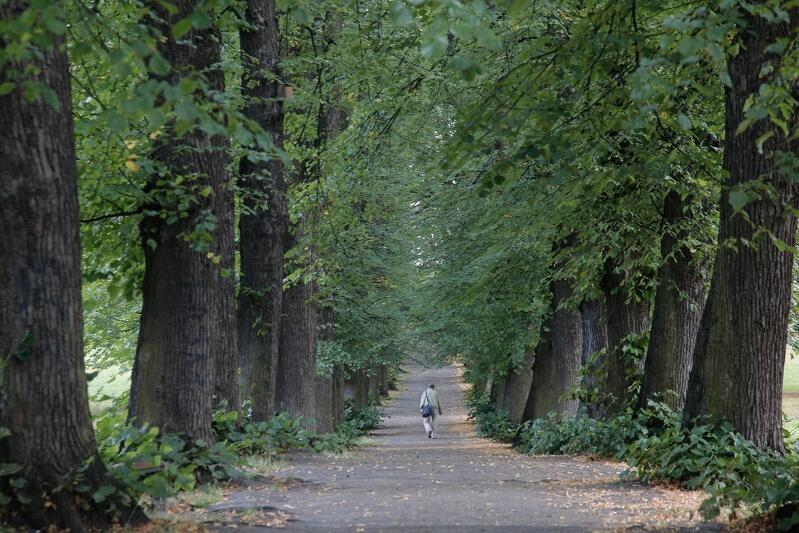 Park Bema w Gdańsku. Te drzewa są naszym dziedzictwem po poprzednich pokoleniach, te sadzone tu i teraz - darem dla naszych dzieci i wnuków