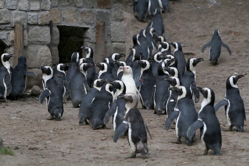 Kokosanka jest bezpieczna w stadzie pingwinów, ale nadal czyha na nią wiele niebezpieczeństw