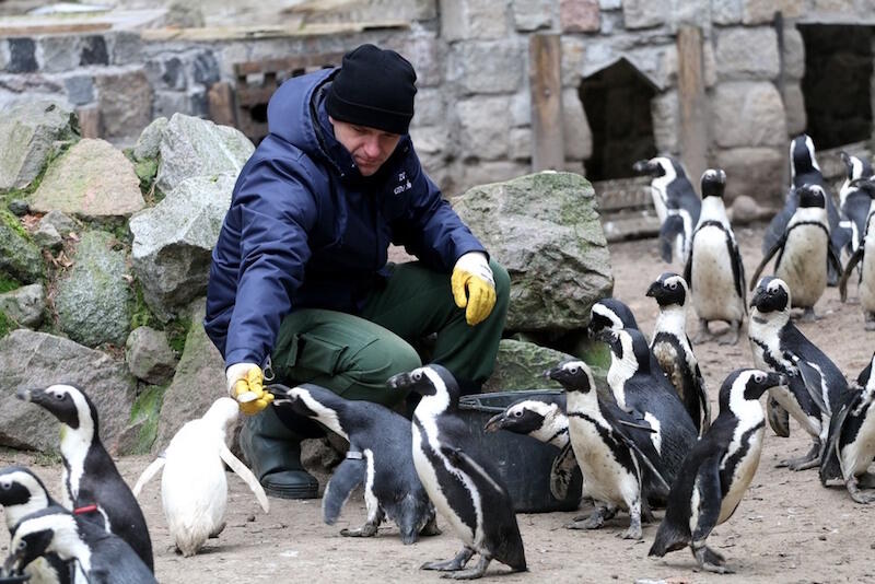 Z okazji urodzin Kokosanki, pan Zbyszek opiekun pingwinów, przygotował dla swoich podopiecznych dodatkową porcję śledzi