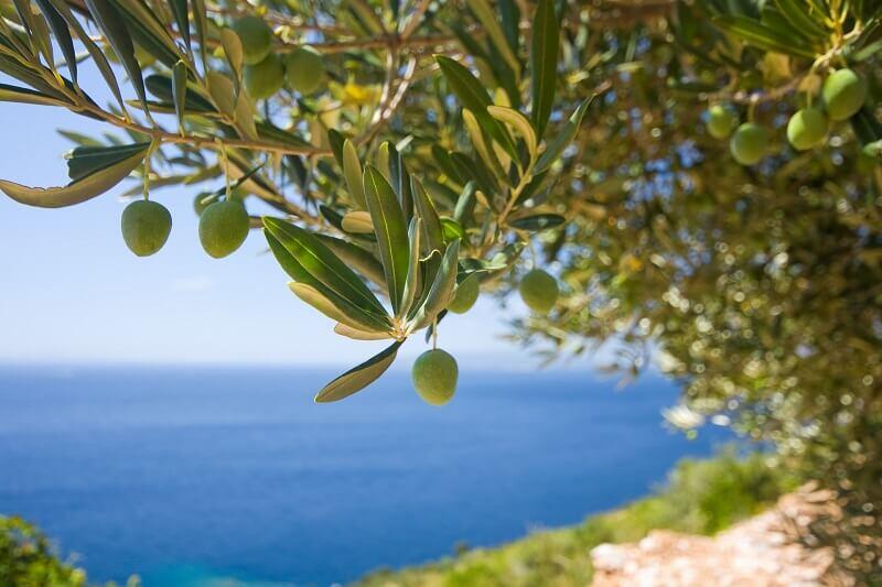 Kalamata to rejon słynący z uprawy drzew oliwnych