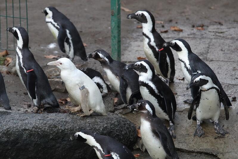 Narodziny białego pingwina to ewenement na skalę światową. Gdańskie ZOO jest prawdopodobnie jedynym ogrodem na świecie, który może pochwalić się albinotycznym osobnikiem