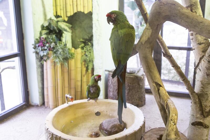 Miłosne zwyczaje ptaków będą omawiane podczas wykładu, który rozpocznie się 15 lutego, o godz. 12. 30 w sali dydaktycznej Gdańskiego Ogrodu Zoologicznego. Nz. Ara zielona