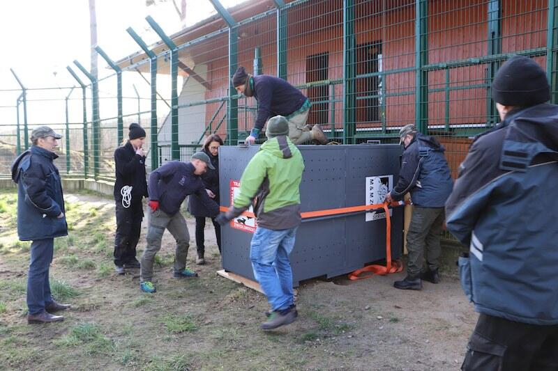 W akcji umieszczenia lwa w transporterze brało udział kilkunastu pracowników zoo. Aramis dotarł do w Niemczech w poniedziałek 24 lutego wieczorem