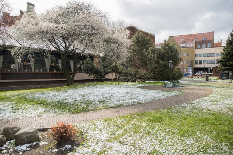 Śnieżny puszek przyozdobił gdańskie trawniki, drzewa, ulice... dość niespodziewanie, bo w ostatnich dniach marca spodziewamy się raczej wiosennej pogody