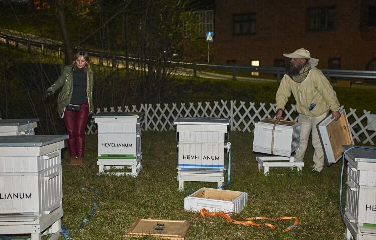 Nowe trzy pszczele rodziny przyjechały do Hevelianum 4 kwietnia