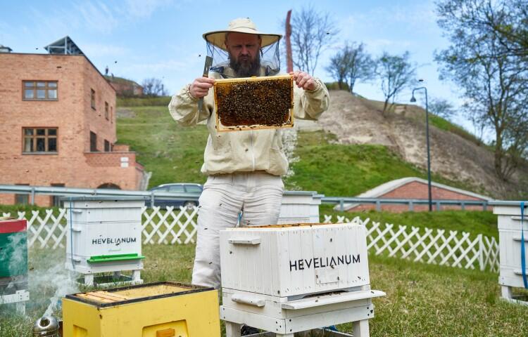 Pszczoły z Hevelianum należą do łagodnej rasy, przystosowanej do życia w mieście, ale rozdrażnione mogą użądlić 