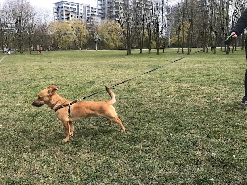 Sami to dziesięciomiesięczny psiak, który krótkie spacery wokół bloku w końcu zamieni na porządne spacery w ulubionym parku