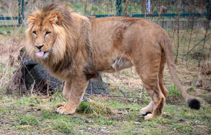 Aramis urodził się w gdańskim zoo pod koniec 2017 roku. Jako pierwszy zaczął walczyć o przywództwo w stadzie z ojcem Arco, dlatego jako pierwszy z miotu został odsunięty od pozostałych lwów. Nowy dom znalazł w zoo w Niemczech