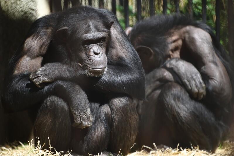 Szympansy lubią prowokować i przedrzeźniać się z ludźmi. Gdy zoo pełne jest gości szukają sposoby na wejście w interakcję. Teraz tego robić nie mogą robić, przez co zdają się być spokojniejsze, a nawet smutne