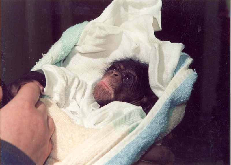 Narodziny szympansa w zoo to ważne wydarzenie, bo w ogrodach zwierzęta te rozmnażają się bardzo rzadko. Liza urodziła się w maju 2001 roku. 