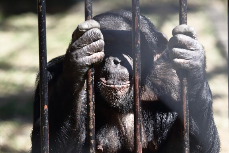 22.04.2020. Szympans w Gdańskim Ogrodzie Zoologicznym oczekuje na zwiedzających