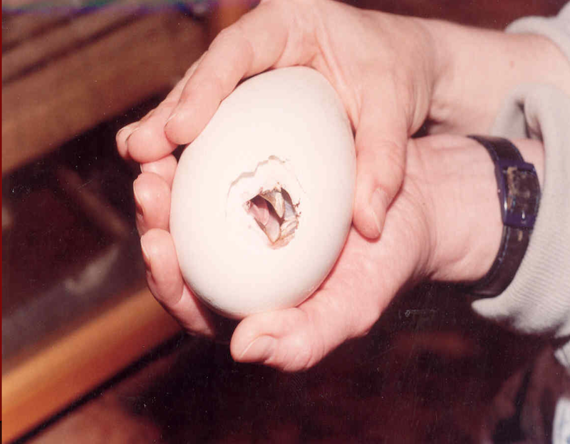 Aby ptak, którzy dojrzewał w jaju umiejscowionym w inkubatorze wykluł się, zazwyczaj potrzebuje do pomocy człowieka