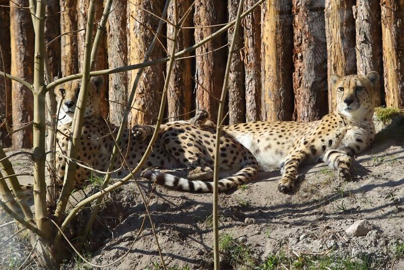 Pawilony nadal będą zamknięte, ale znaczna część zwierząt przebywa na wybiegach zewnętrznych. Nz. gepardy