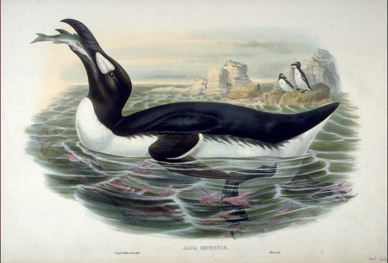 Alka Olbrzymia (Pinguinus impennis) to ptak morski należący do wymarłego gatunku. Podobny był do pingwina, został odkryty w 1534 roku. Żył w koloniach na szczytach skał Antarktydy. Do unicestwienia tego gatunku przyczynili się wilorybnicy, którzy żywili się jajami tego ptaka