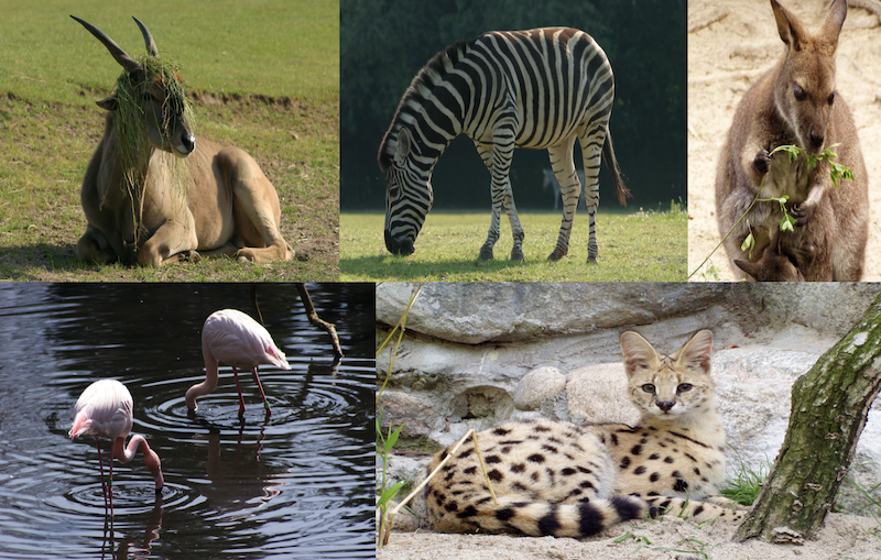 Nz. gatunki zwierząt zagrożonych wyginięciem, w posiadaniu których jest gdańskie zoo