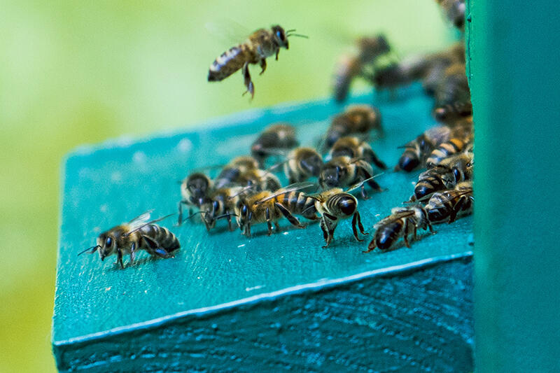 Pszczoły są niezwykle pożytecznymi owadami, hodowanymi już w starożytności. Pełna nazwa łacińska to apis mellifica - pszczoła miodna. Kto ma warunki, może teraz w Gdańsku stawiać ule, ale miód ma być produkowany tylko na własny użytek
